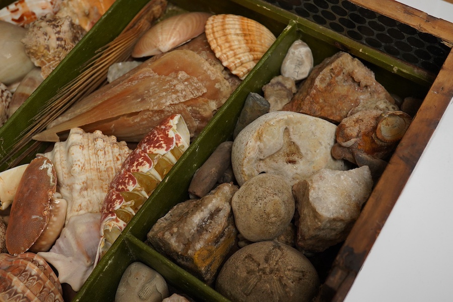 A rare 19th century mariner's box of shells, the mahogany box with cross banding and marquetry lid in the form of a compass, containing a collection of shells and mineral samples on two layers, with lift out tray, dimens